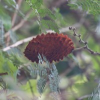 Mucuna atropurpurea (Roxb.) DC. ex Wight